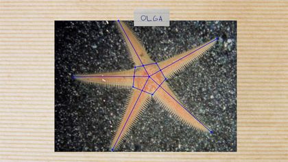 Ein Foto eines Seesterns, über den der Name Olga geschrieben steht. Auf dem Umriss des Seesterns sehen wir blaue Linien, die eine Gesichtserkennungssoftware nachahmen. 