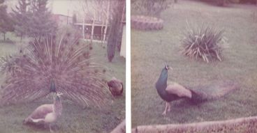 Two somewhat faded photos of a peacock