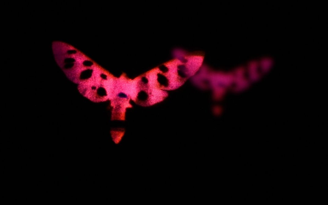 Film Still aus „Butterfly Stories: Malaise II“ von Laurence Favre. Zwei leuchtend pinke, mottenartige Formen mit dunklen Flecken erscheinen vor tiefschwarzem Hintergrund, wobei die vordere Form scharf und kontrastreich sichtbar ist, während die zweite im Hintergrund unschärfer und gedämpfter wirkt.