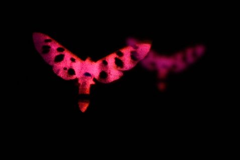 Film Still aus „Butterfly Stories: Malaise II“ von Laurence Favre. Zwei leuchtend pinke, mottenartige Formen mit dunklen Flecken erscheinen vor tiefschwarzem Hintergrund, wobei die vordere Form scharf und kontrastreich sichtbar ist, während die zweite im Hintergrund unschärfer und gedämpfter wirkt.