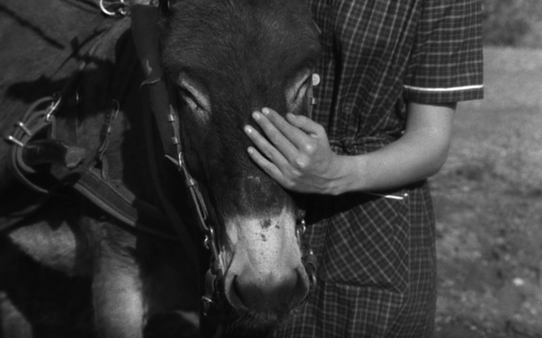Film still from AU HASARD BALTHAZAR: donkey is being stroked by a girl