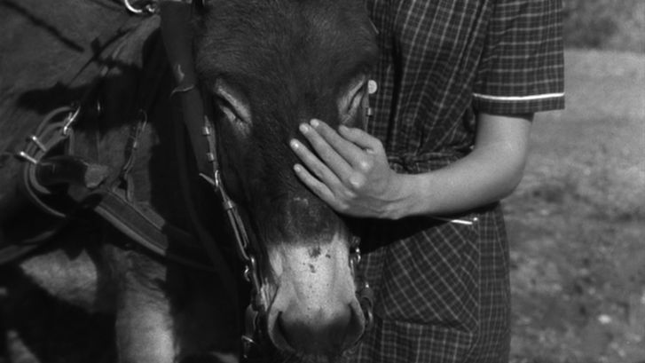 Film still from AU HASARD BALTHAZAR:  donkey is being stroked by a girl