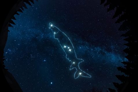 Film still from von Lisa Jackson and The Macronauts’s film “Wilfred Buck’s Star Stories”. An extended reality experience immerses us in a nocturnal spectacle where a fish-shaped constellation dances above the treetops, unfolding across a starlit sky.