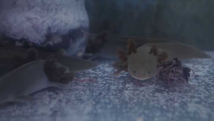 Film still from A COMMON SEQUENCE: Sea creatures in the water