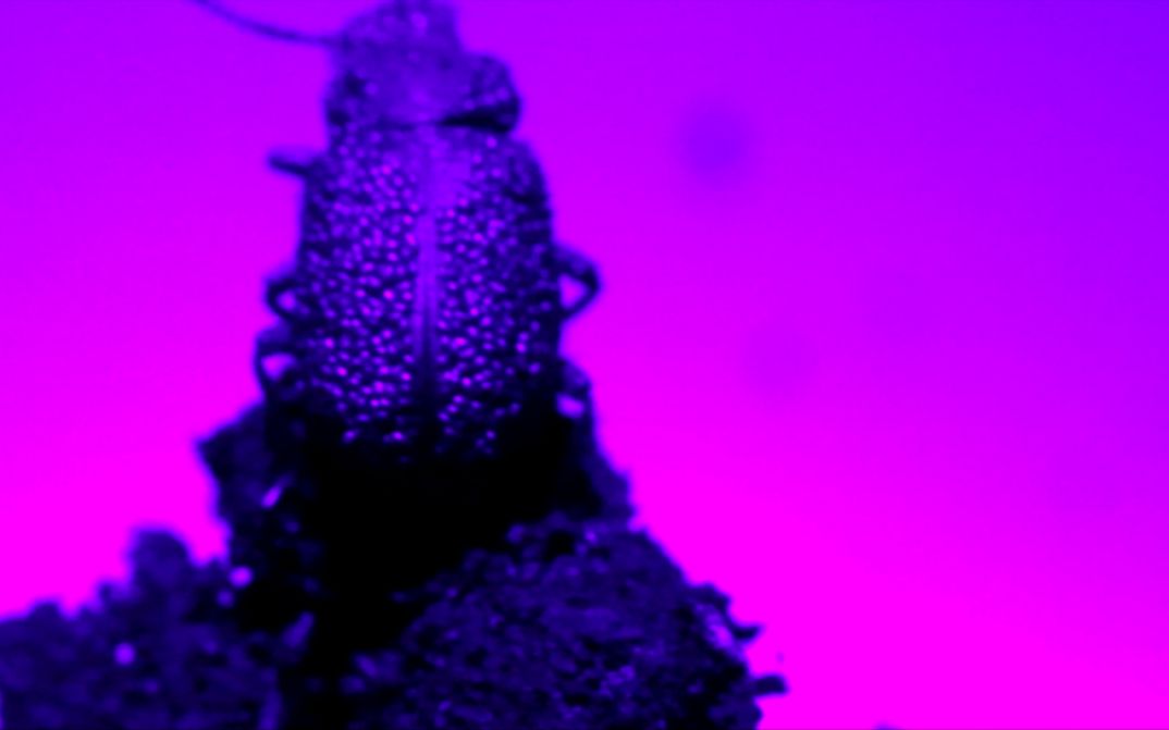 Film still from Stéphanie Lagarde’s film “Extra Life (And Decay)”. In close-up, the silhouette of an insect filmed in ultraviolet stands out against a pink background. 