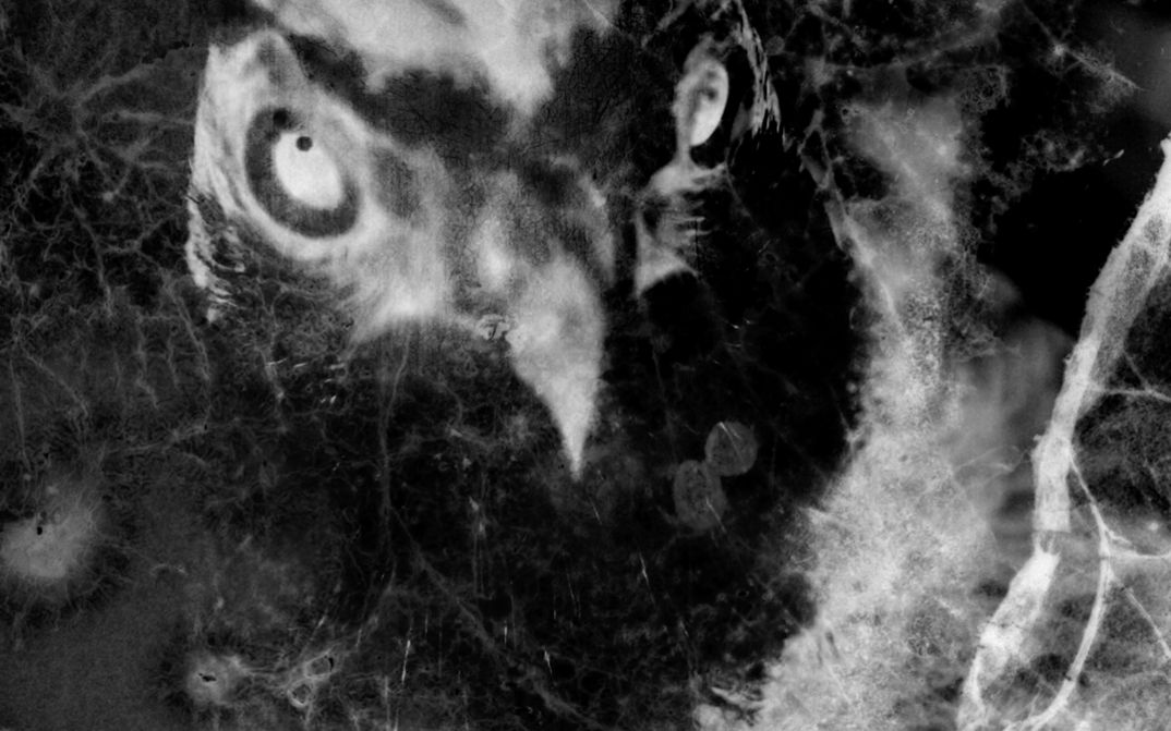 Filmstill aus dem Film „Chang Gyeong“ von Jangwook Lee. Ein Schwarz-Weiß-Infrarotbild zeigt eine Nahaufnahme eines Vogelkopfes, überlagert von den Adern einer Blattoberfläche.