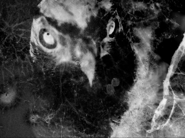 Still from “Chang Gyeong” by Jangwook Lee. A black and white infrared image shows a close-up of a bird