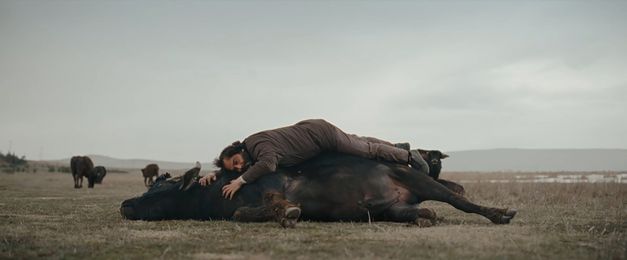 Mann liegt ausgestreckt auf einem Büffel in einer offenen Landschaft, weitere Tiere stehen im Hintergrund.