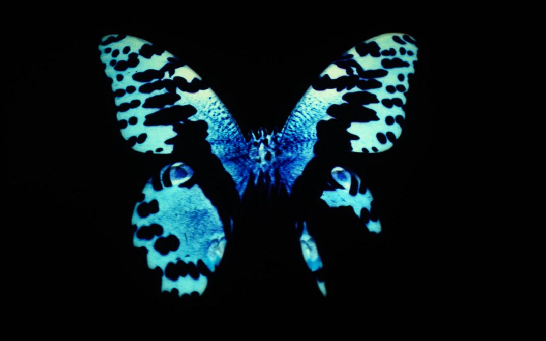Film Still aus „Butterfly Stories: Malaise II“ von Laurence Favre. Leuchtend blaues Schmetterlingsmotiv mit klar gezeichneten Flügelumrissen und dunklen Flecken, das sich scharf und symmetrisch vor tiefschwarzem Hintergrund abhebt.