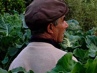 Still from the film "Terra que marca (Striking Land)" by Raul Domingues.  A man in the middle of a vegetable field, possibly cabbage plants, the leaves reaching up to his shoulders.