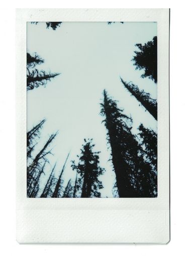 Polaroid of the tops of pine trees, seen from below.