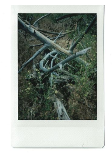 Polaroid knorriger toter Bäume, die auf einem grün-braunen Feld liegen.