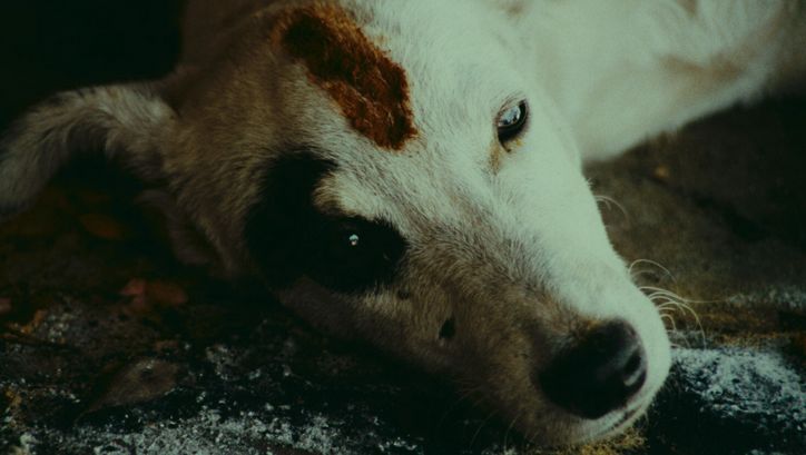 Film still from KUMMATY: A dog with half-open eyes and blood on its forehead.