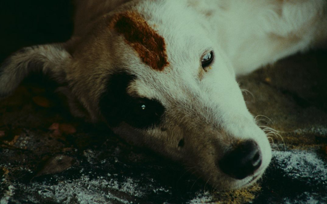Film still from KUMMATY: A dog with half-open eyes and blood on its forehead.