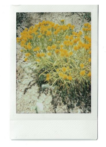 Polaroid of bright yellow flowers against dry desert earth.
