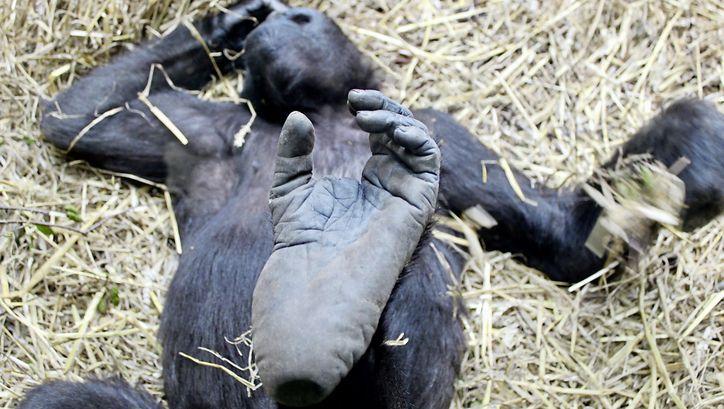 Filmstill aus "Der unsichtbare Zoo" von Romuald Karmakar. Zu sehen ist ein Affe, der auf dem Rücken im Stroh liegt.