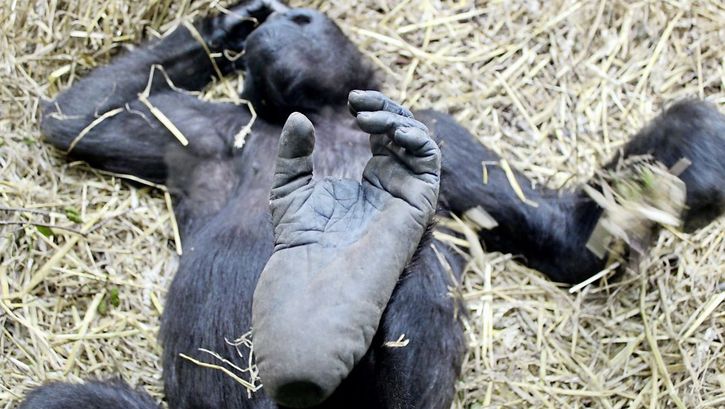 Film still from "Der unsichtbare Zoo" by Romuald Karmakar. It shows a monkey lying on its back in hay. 