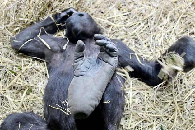 Film still from "Der unsichtbare Zoo" by Romuald Karmakar. It shows a monkey lying on its back in hay. 