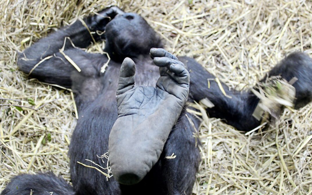 Filmstill aus "Der unsichtbare Zoo" von Romuald Karmakar. Zu sehen ist ein Affe, der auf dem Rücken im Stroh liegt.