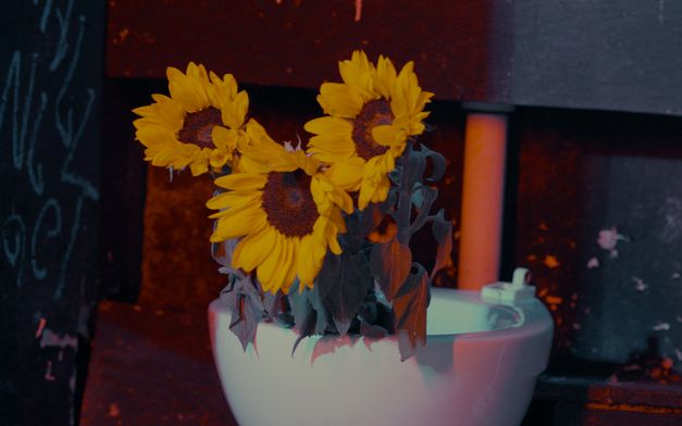 Filmstill aus dem Film „I Don’t Want to Be Just a Memory“ von Sarnt Utamachote. Drei Sonnenblumen in einer Toilettenschüssel.