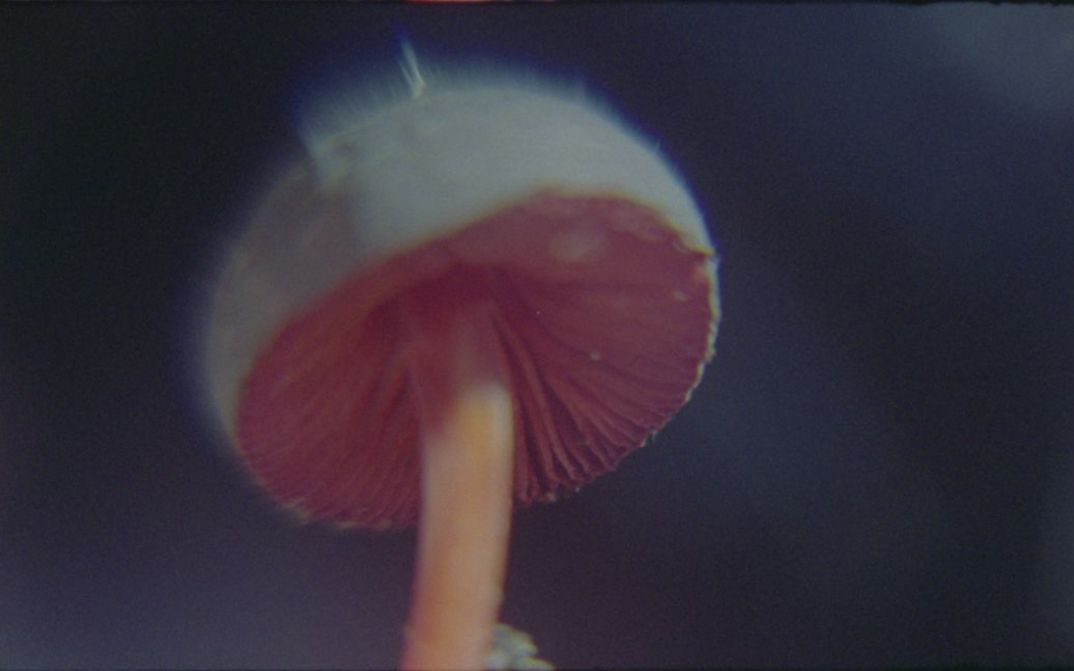 Film still from Elena Pardo and Azucena Losana’s film “Nanacatepec”. A mushroom shaped almost like a jellyfish with a white top and red bottom, seemingly glowing.