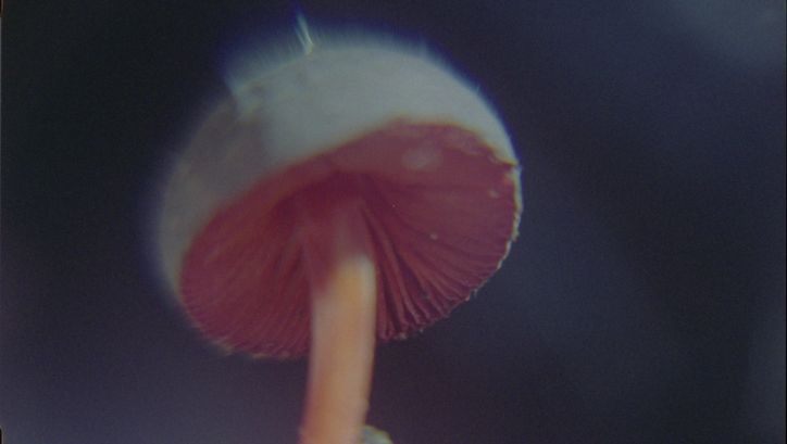 Film still from Elena Pardo and Azucena Losana’s film “Nanacatepec”. A mushroom shaped almost like a jellyfish with a white top and red bottom, seemingly glowing. 