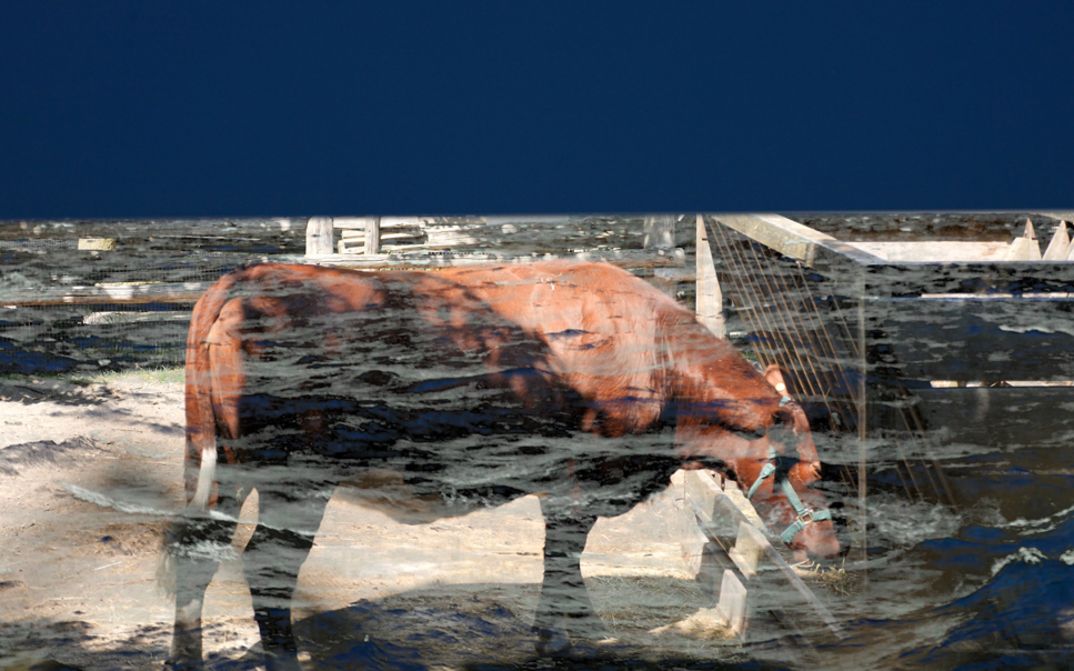 Still from the film "Medicine and Magic" by Thirza Cuthand. Image overlay of an image of a cow with abstract black and white images.