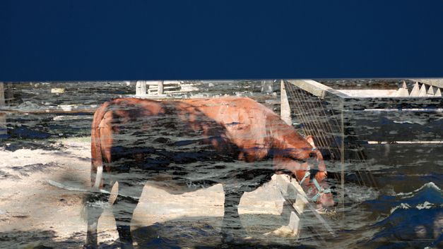 Filmstill aus dem Film "Medicine and Magic" von Thirza Cuthand. Bildüberlagerung eines Bildes einer Kuh mit abstrakten Schwarz-Weiß-Bildern.