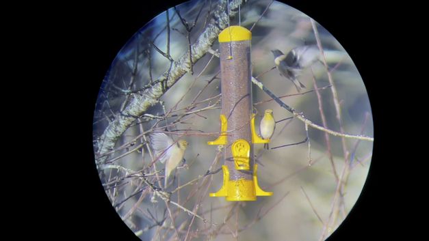 Still from the film "Horse Opera" by Moyra Davey. Through a circular aperture against a black background, we see a yellow birdfeeding station hanging off a branch. A small bird with a yellow head is sitting on the station, two others are flying around it.