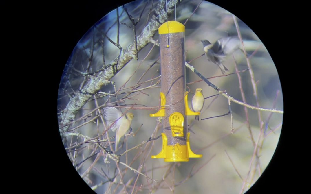 Filmstill aus dem Film "Horse Opera" von Moyra Davey. Durch eine schwarze Kreisblende schaut man auf eine gelbe Vogelfutterstation, die an einem Ast hängt. Ein kleiner Vogel mit gelben Kopf sitzt auf der Station, zwei weitere fliegen um sie umher.