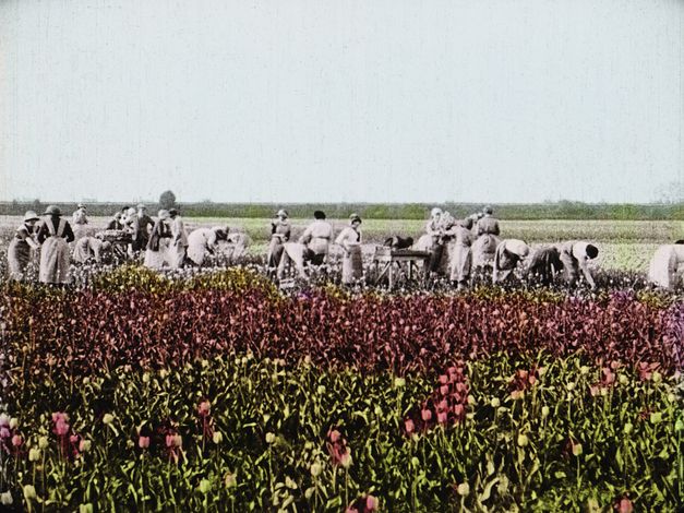 Filmstill from "Dearest Fiona" by Fiona Tan. Old picture of a group of people working in a flower field.  The flowers and the sky are hand colored. The people are in black and white.