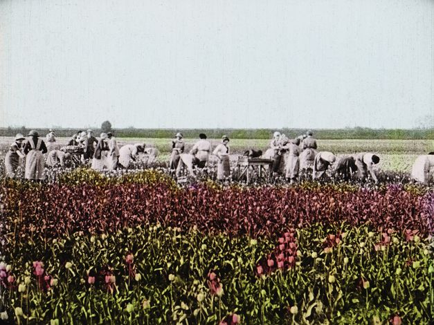 Filmstill aus „Dearest Fiona" von Fiona Tan. Altes Bild von einer Gruppe von Menschen, die in einem Blumenfeld arbeiten.  Die Blumen und der Himmel sind handkoloriert. Die Personen sind schwarz-weiß.