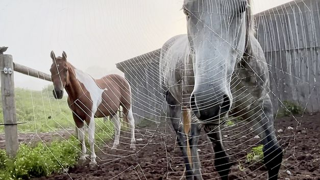 Filmstill aus dem Film "Horse Opera" von Moyra Davey. Zwei Pferde, ein Schimmel und ein braun-weiß-geschecktes, stehen vor einem Holzhaus auf einem Feld und schauen in Richtung der Kamera. Ein Spinnennetz zieht sich im Vordergrund über das gesamte Bild.