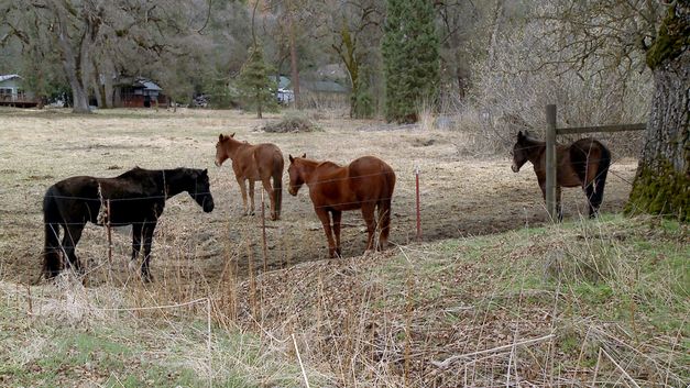Filmstill aus James Bennings „The United States of America": Vier Pferde stehen auf einer Weide. Drum herum Bäume ohne Blätter.