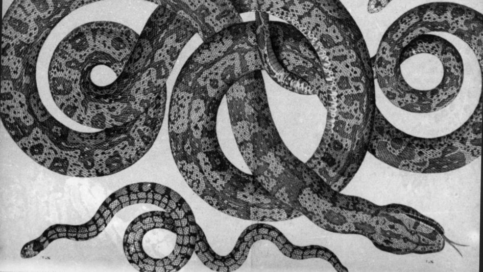 Film still from HISTORIA NATURAE: A drawing of several snakes intertwined with each other.