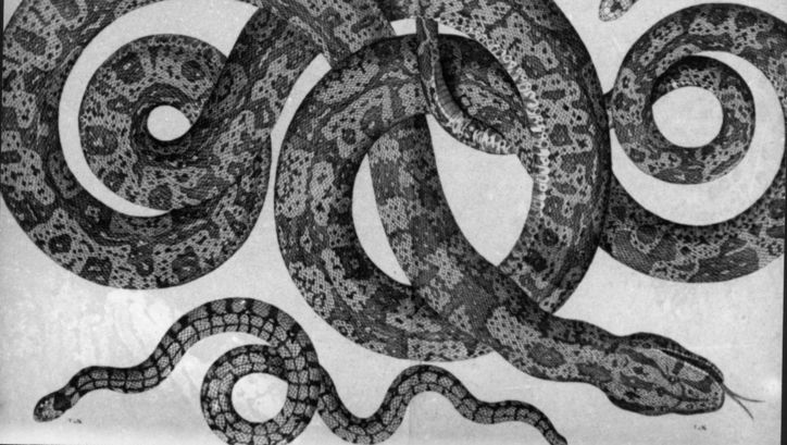 Filmstill aus HISTORIA NATURAE: Eine Zeichnung von mehreren, ineinanander verschlungenen Schlangen.