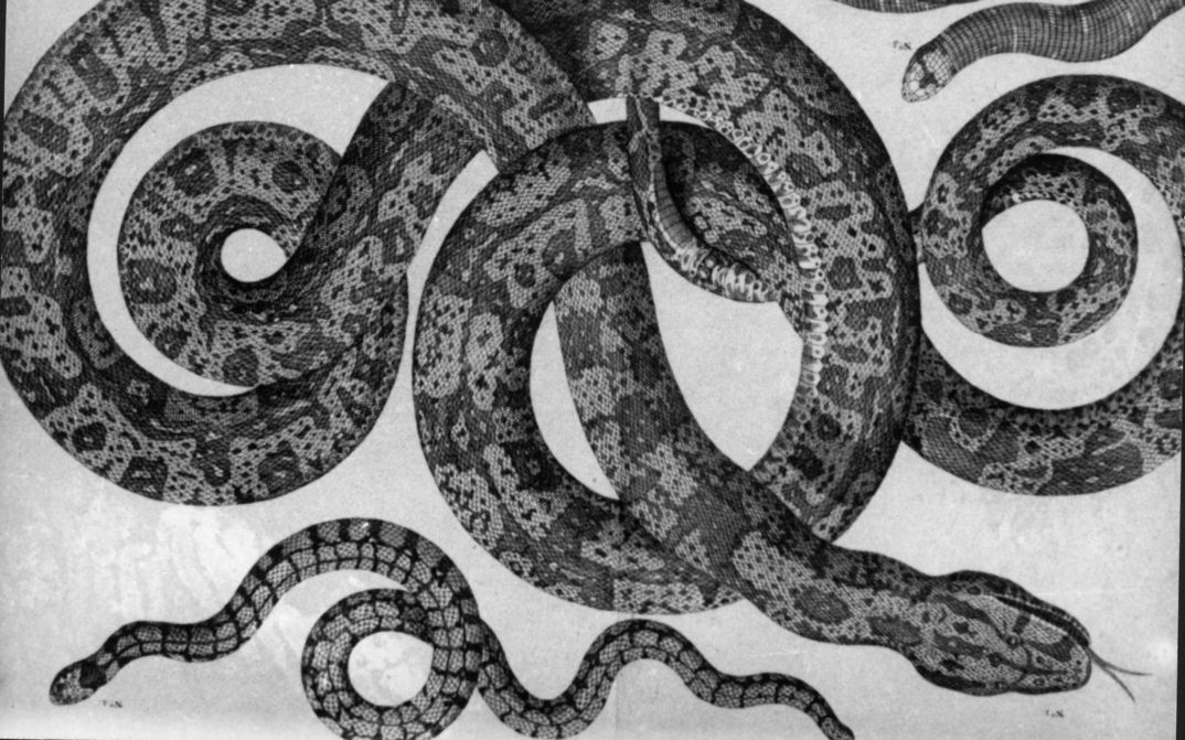 Filmstill aus HISTORIA NATURAE: Eine Zeichnung von mehreren, ineinanander verschlungenen Schlangen.
