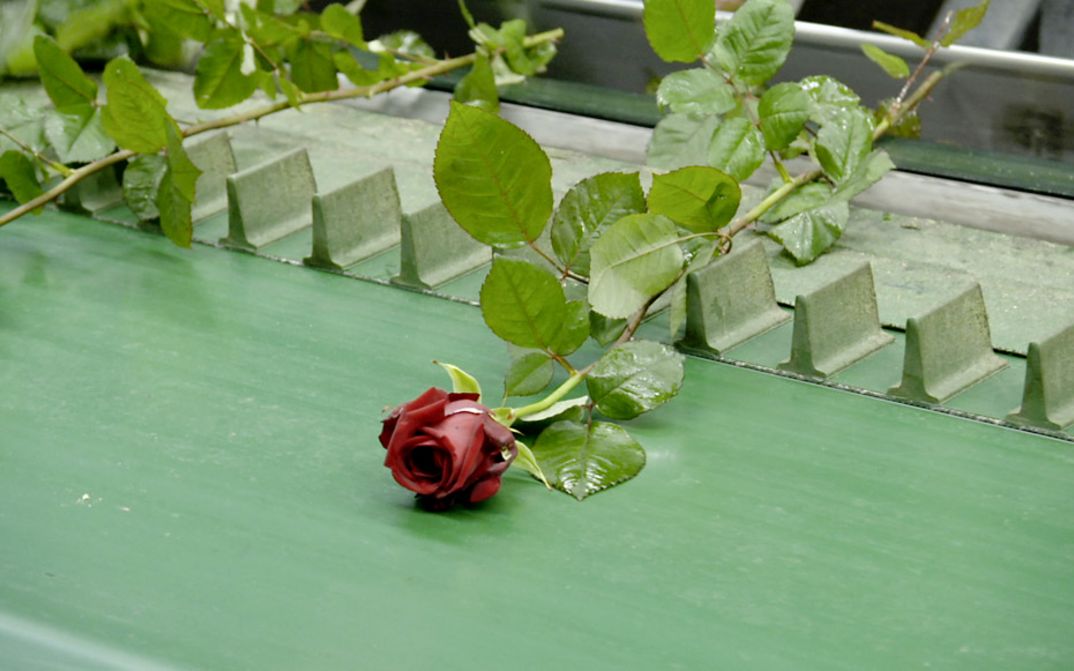 Still from the film "Une fleur à la bouche" by Éric Baudelaire. A rose is lying on a conveyor belt.