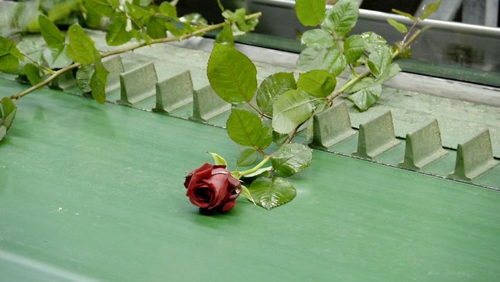 Still from the film "Une fleur à la bouche" by Éric Baudelaire. A rose is lying on a conveyor belt.