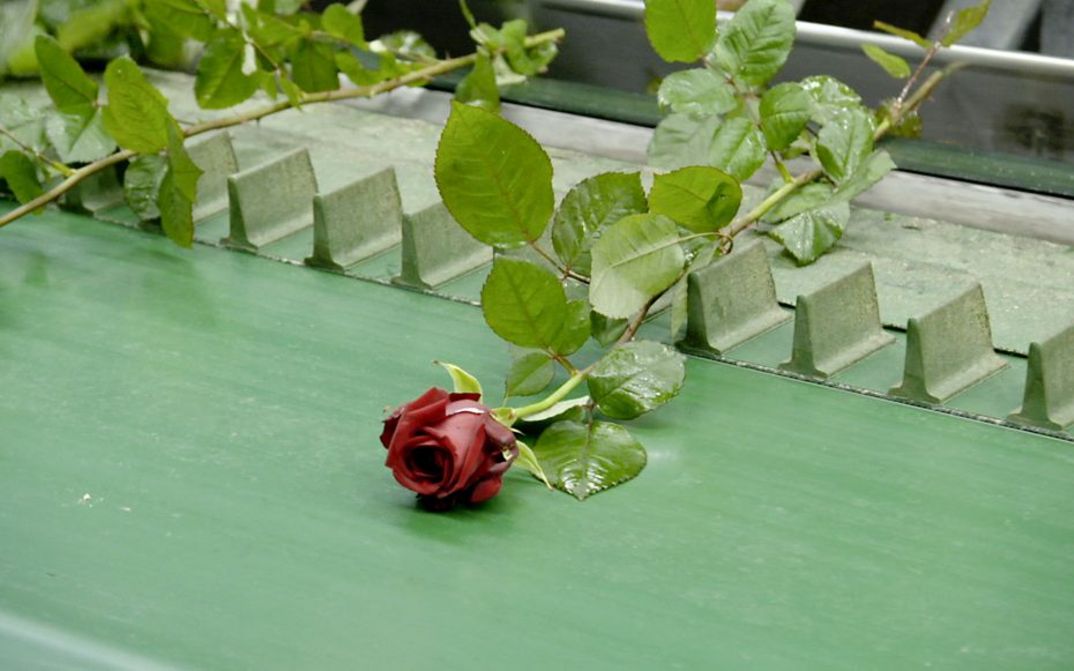Still aus dem Film „Une fleur à la bouche“ von Éric Baudelaire. Eine Rose liegt auf einem Fließband.