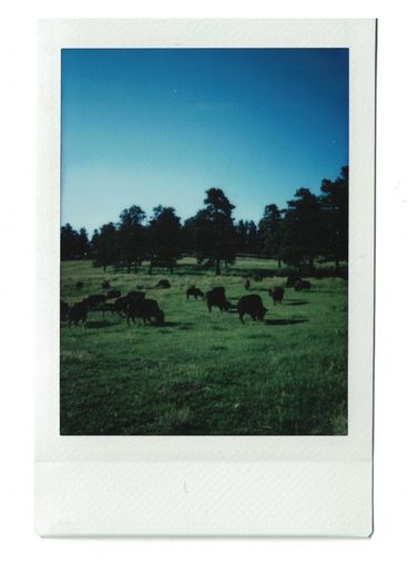 Polaroid of a herd of buffalo in a green field, with pine trees and a blue sky in the background.