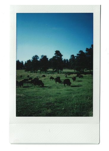 Polaroid einer Büffelherde auf einer Wiese mit Bäumen und blauem Himmel im Hintergrund.