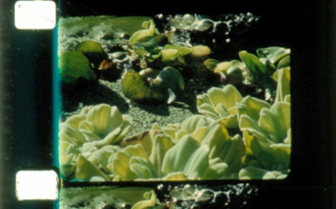 Film still from ROSE LOWDER