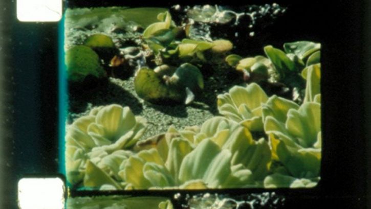 Film still from ROSE LOWDER