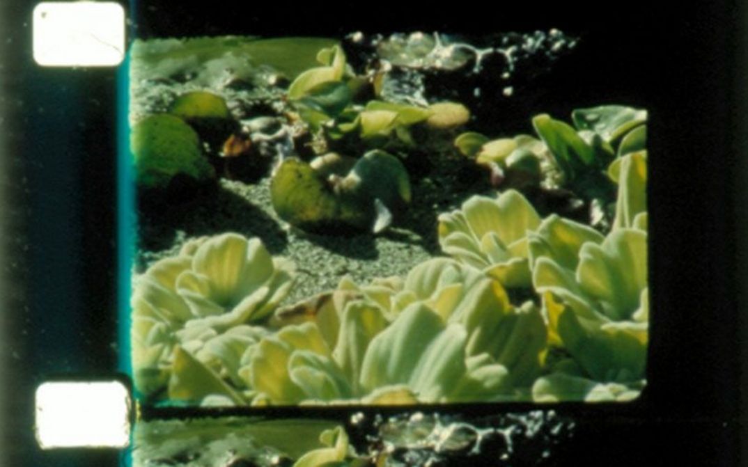 Filmstill aus ROSE LOWDER´S Film: Ein Filmnegativ, auf dem Seerosen und grüne Pflanzen zu sehen sind.