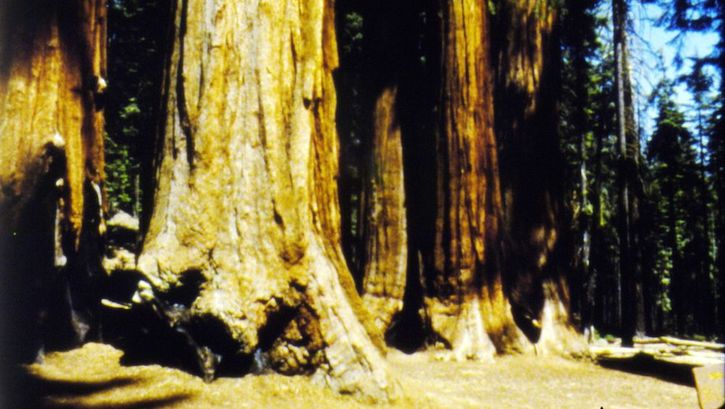Film still from SOGOBI: Photo of some redwood trees.