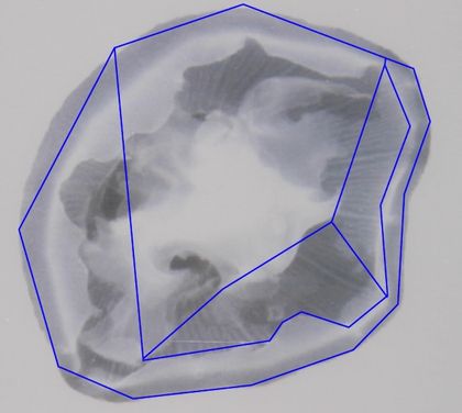 Ein Scan einer Qualle, über deren Form blaue Linien eine Gesichtserkennungssoftware nachahmen.