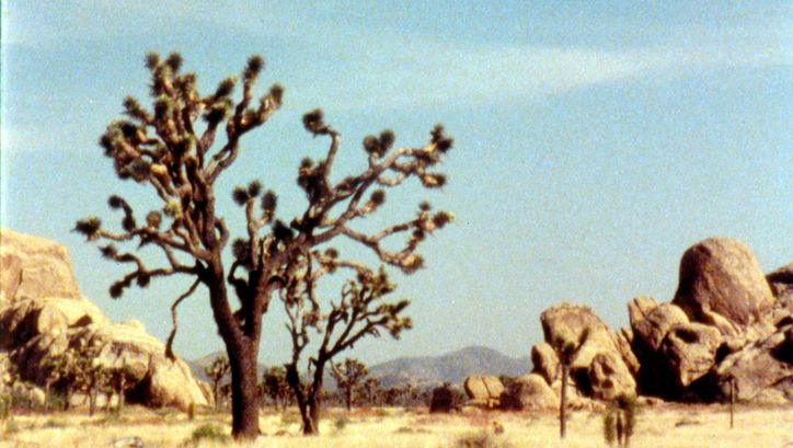 Film still from THE SKY ON LOCATION: A landscape with a rather barren tree, rocks and mountains in the background. The sun is shining and the sky is blue.