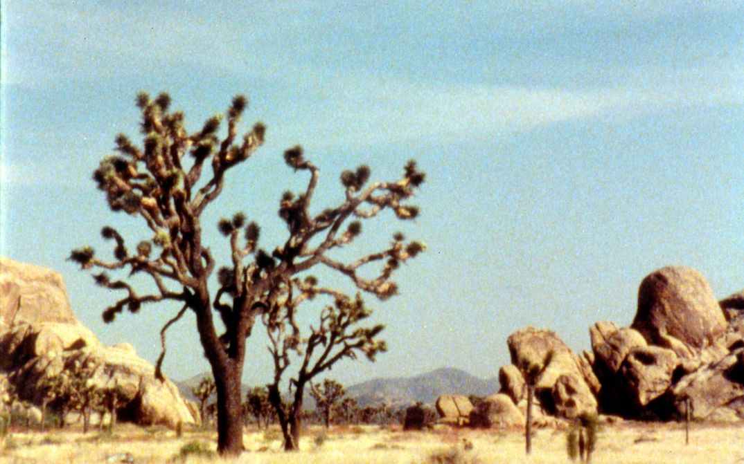 Film still from THE SKY ON LOCATION: A landscape with a rather barren tree, rocks and mountains in the background. The sun is shining and the sky is blue.
