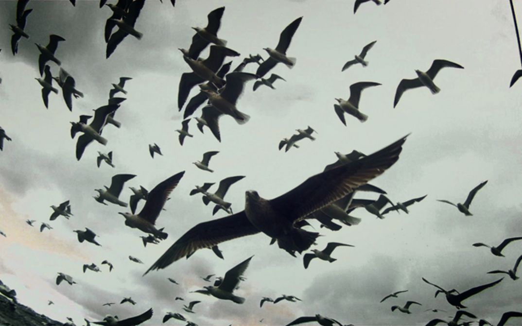 Filmstill aus LEVIATHAN: Eine Gruppe von Möwen im Flug, aufgenommen mit einem Weitwinkel-Objektiv.